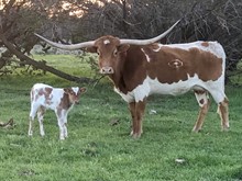 High Caliber/Junebug heifer23
