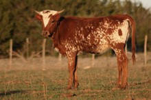 Kodak/Diamond Desperado heifer22