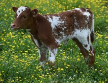 Jitterbug 24 Heifer