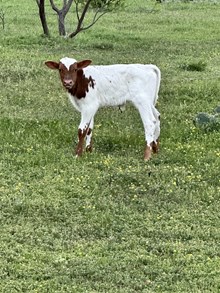 Custom Chrome/October Lady steer23