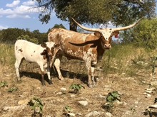 High Caliber/Tejas Rose heifer23