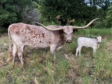 Kodak/DDR Evita heifer23