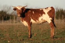 R.E.D. Mabel Mae