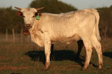 High Caliber/Evita heifer22