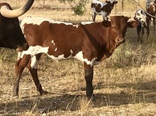 Custom Chrome/Cleopatra heifer23