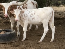 High Caliber/Mae She Be Grande heifer23