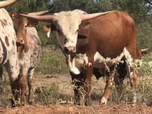 High Caliber/Outback Cherry bull21