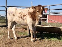 Custom Chrome/Freebird heifer