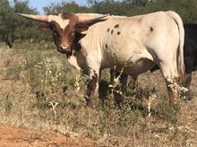 Kodak/Freebird bull21