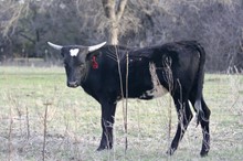 Tombstone/High Class Kitty heifer21