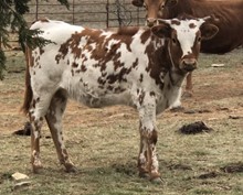 Kodak/TBills Trixie heifer22