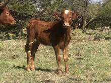 Custom Chrome/Queen Hildegard heifer24