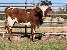 Custom Chrome/Miss Cali heifer