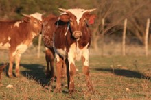 Kodak/Guns N Roses heifer22