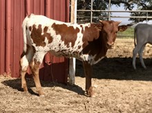 High Caliber/Crown Jewel heifer23