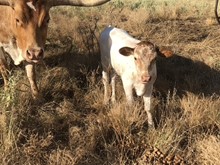 Custom Chrome/Guns N Roses heifer23