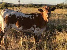 High Caliber/Freebird heifer23