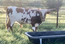 High Caliber/Picture Me Gold bull23