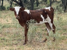 Guardian/Cinderella heifer25