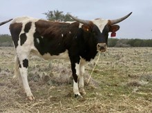 High Caliber/Rio Mesa heifer21