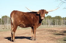 LCC Tejas Chocolate