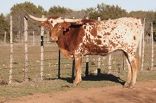 RED Texana Tipsy