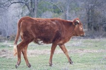 Tombstone/Celina heifer21
