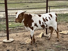 Kodak/Kalypso heifer22