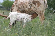 Guardian/Water Lilly heifer