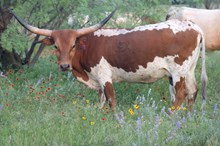 RED Dixie Land Delight