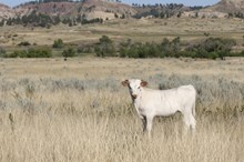 LCC Speckled Ivory