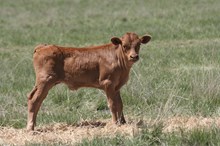 Flashback/Super Spicy bull25