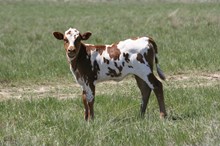 Flashback/Line Dancer heifer25