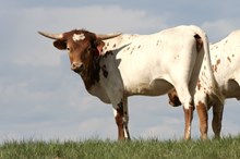 Custom Chrome/Rio Junebug heifer
