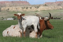 Guardian/Top Luck Lady bull25