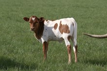 Flashback/Freebird heifer25