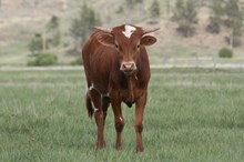Custom Chrome/Queen Hildegard heifer24
