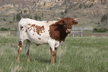 Custom Chrome/Diamond Donna heifer 24