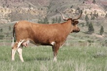 R.E.D. Mae in June