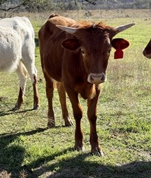 Custom Chrome/Super Diva heifer24