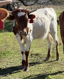 Custom Chrome/Rio Junebug heifer