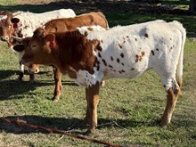 Tempter/Crown Jewel heifer 24