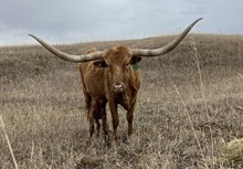 R.E.D. Flashback X Val’s Sweetheart heifer25