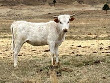 LCC Speckled Ivory