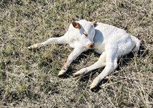 Guardian/Sonora steer25