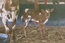 Picture Me Gold heifer25
