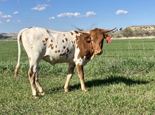 Tempter/Crown Jewel heifer 24