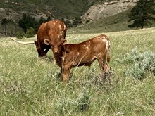 Flashback/Tejas Chocolate bull25