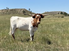 Custom Chrome/Rio Junebug heifer