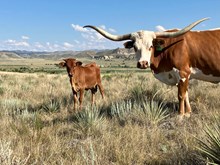 Flashback/Outback Cherry heifer25